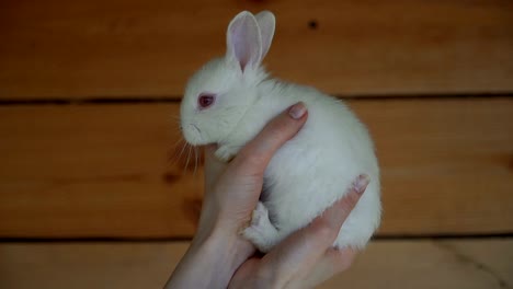 White-Rabbit.-Hands-holding-a-white-rabbit