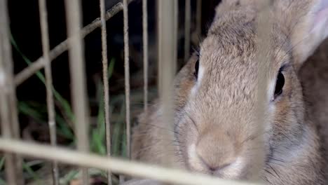 Rabbits-in-the-cage-eat-grass.