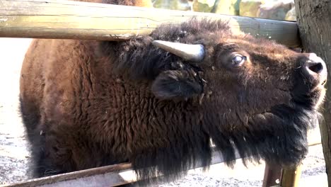 Ein-Blick-aus-der-Staustufe-bison