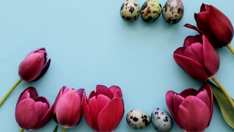 Rosa-Tulpen-und-Wachteleier-auf-blauem-Hintergrund-für-Ostern,-Stop-Motion-animation