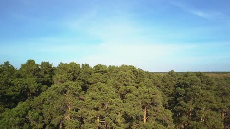 Aerial;-drone-flight-in-the-forest-with-relicted-pine-trees,-Russia