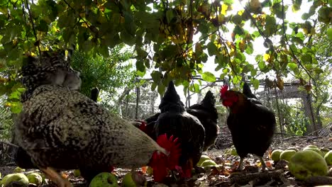 Happy-free-range-chickens-on-an-organic-farm