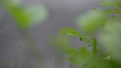 Verde-pasto-moviéndose-en-la-brisa-de-primavera