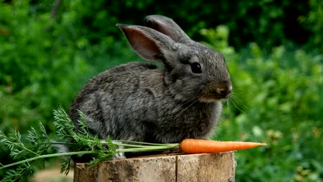 rabbit-beautiful-animal-of-nature