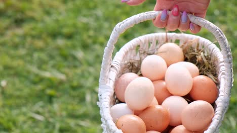 Muchos-huevos-de-pollo-están-en-la-cesta-en-las-manos-de-una-granja-de-mujeres.