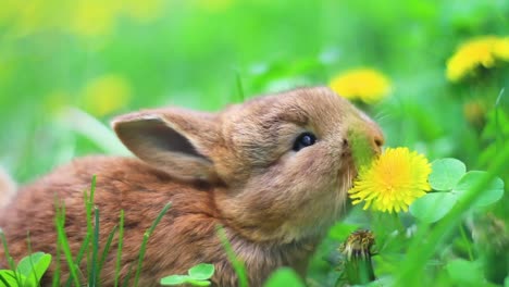 red-rabbits-eat-dandelions-in-the-grass