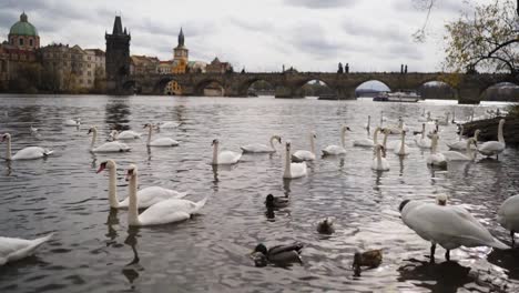 Swans-on-the-banks-of-the-Vltava-in-Prague