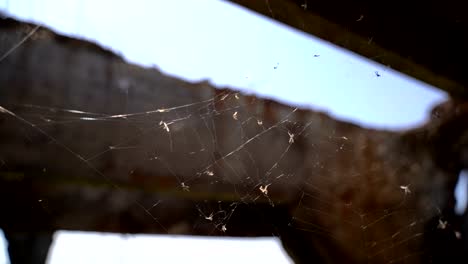 Web-on-an-abandoned-structure.-Slow-motion