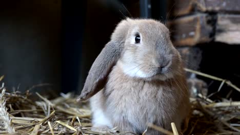 Primer-plano-de-una-hermosa-conejo