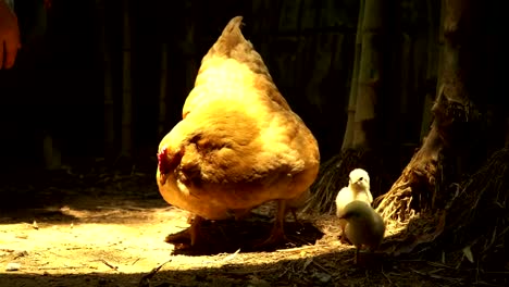 libre-funcionamiento-gallina-con-poco-pollo-en-granja