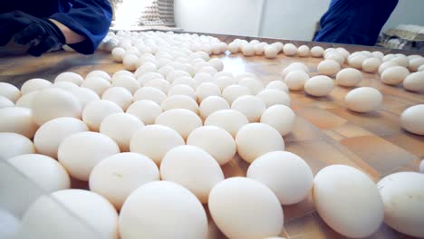 Chicken-farm-poultry-workers-sorting-eggs-at-factory-conveyor.