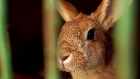 Primer-plano-de-conejo-en-una-jaula-en-la-granja-de-animales.