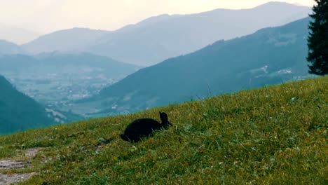 Niedliche-flauschige-schwarze-Kaninchen-kaut-Rasen-auf-Hintergrund-der-malerischen-österreichischen-Tal