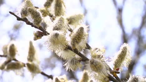 fleißige-Bienen-sammeln-Nektar-für-Honig-aus-Weide-Kätzchen-in-Zeitlupe