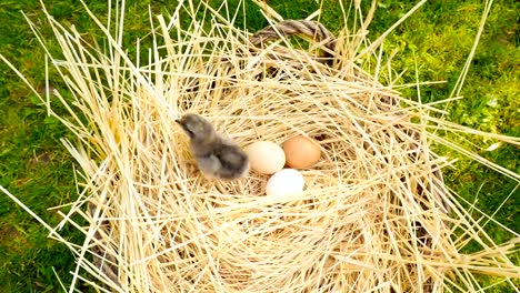 Little-chicken-in-a-basket-with-eggs.-Slow-motion