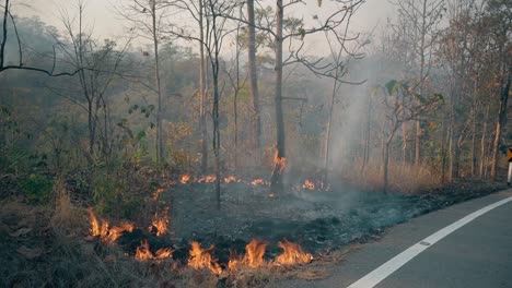 Bushfire-cerca-de-la-carretera-en-el-parque-nacional.-Crisis-de-cambio-de-climat.-Incendio-forestal-en-temporada-seca.-Fotage-4k