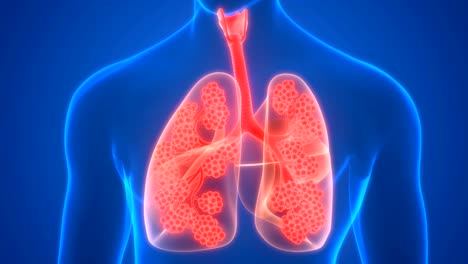 Sistema-Respiratorio-Humano-Pulmones-Alveoli-Anatomía