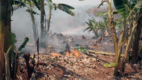 Global-warming-crisis.-Slash-and-burn-agriculture.-Climate-change,-deforestation.-Footage-4k