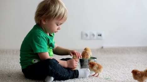 Cute-sweet-little-blond-child,-toddler-boy,-playing-with-little-chicks-at-home,-baby-chicks-in-child-hands