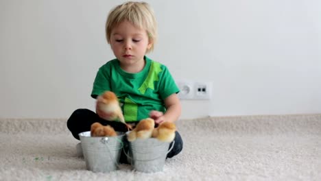 Cute-sweet-little-blond-child,-toddler-boy,-playing-with-little-chicks-at-home,-baby-chicks-in-child-hands