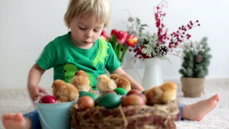 Cute-sweet-little-blond-child,-toddler-boy,-playing-with-little-chicks-at-home,-baby-chicks-in-child-hands