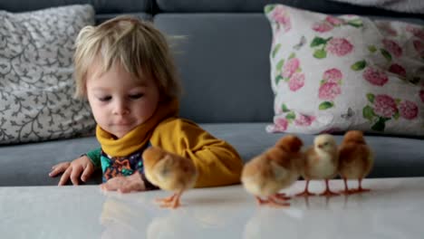 Lindo-dulce-niño-rubio,-niño-pequeño,-jugando-con-los-polluelos-en-casa,-pollitos-en-las-manos-del-niño