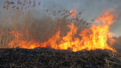 Quema-de-hierba-seca.-Cambio-climático-y-ecología