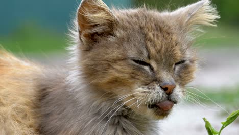 Obdachlose-grau-schmutzige-Katze,-hungrigen-schäbig-und-krank,-sitzt-auf-einer-Landstraße-auf-der-Dorfstraße