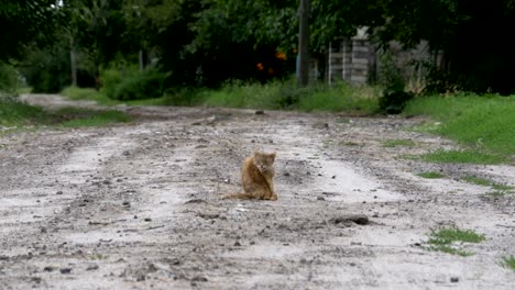 Obdachlose-grau-schmutzige-Katze,-hungrigen-schäbig-und-krank,-sitzt-auf-einer-Landstraße-auf-der-Dorfstraße