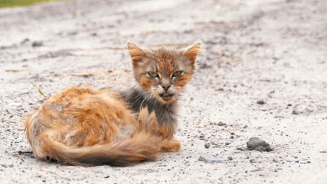 Obdachlose-grau-schmutzige-Katze,-hungrigen-schäbig-und-krank,-sitzt-auf-einer-Landstraße-auf-der-Dorfstraße