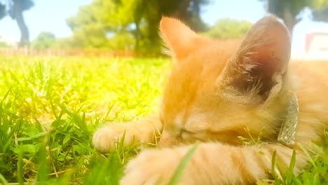 Baby-Katze-Porträt-schlafen-in-einem-Park.