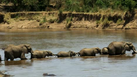 herd-of-elephants-walking-across-the-mara-river