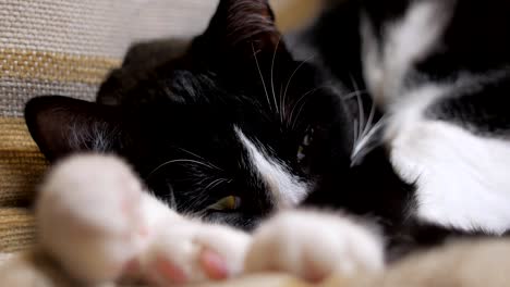 close-up-of-cute-black-and-white-cat,-lying-on-a-chair-in-room