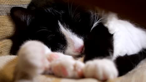 cute-cat-is-luxuriating-in-a-chair-in-room,-close-up-of-eyes-and-paws