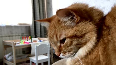 Close-up-footage-of-dozing-cute-ginger-cat.-Fluffy-pet-is-going-to-sleep.-Cozy-home-background-with-kid's-toys-and-table