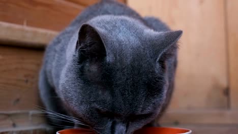 Gato-pelo-azul-británico-adultos-comiendo-alimentos-de-un-recipiente,-lamiendo