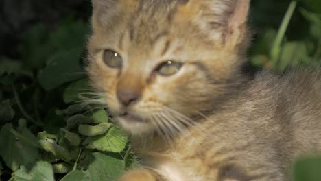 Gato-descansando-en-el-jardín