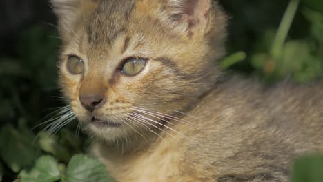 Kitten-resting-in-the-nature