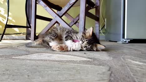 Playful-cute-baby-kitten