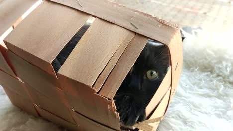 Kitten-plays-in-the-box