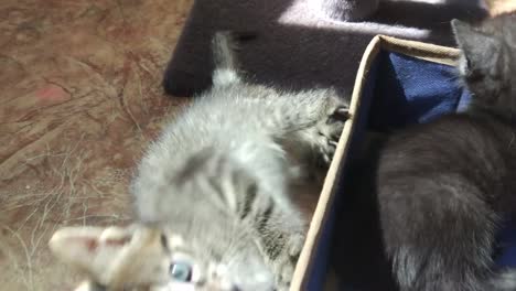 Kitten-plays-in-the-box