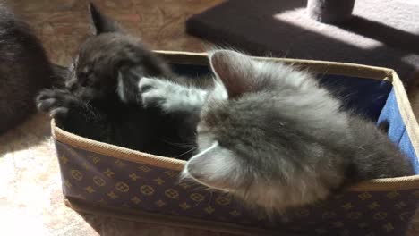Kitten-plays-in-the-box