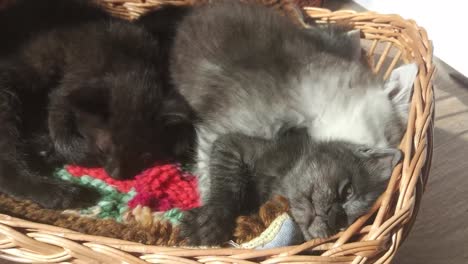 Kitten-in-the-basket