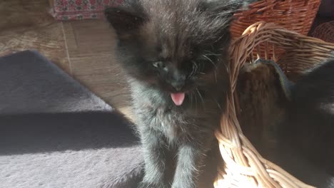 Kitten-in-the-basket