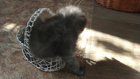 Kitten-in-the-basket