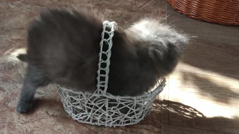 Kitten-in-the-basket