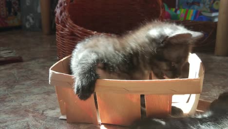 Kitten-plays-in-the-box