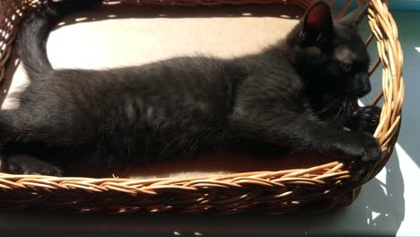 Kitten-in-the-basket