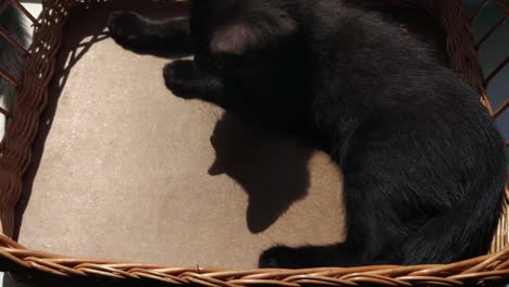 Kitten-in-the-basket
