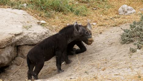 three-hyena-cubs-and-their-den-at-amboseli-national-park